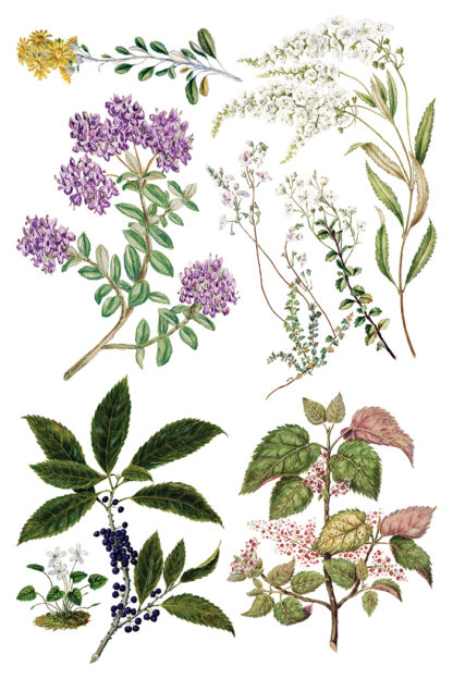 Iron Orchid Designs transfer Sarah Featon’s Botanical - Afbeelding 10